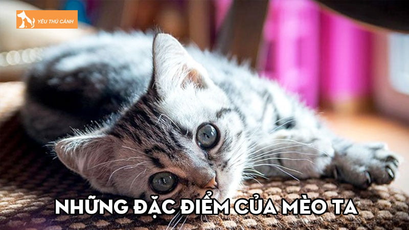 Những đặc điểm của mèo ta và kinh nghiệm nuôi dưỡng