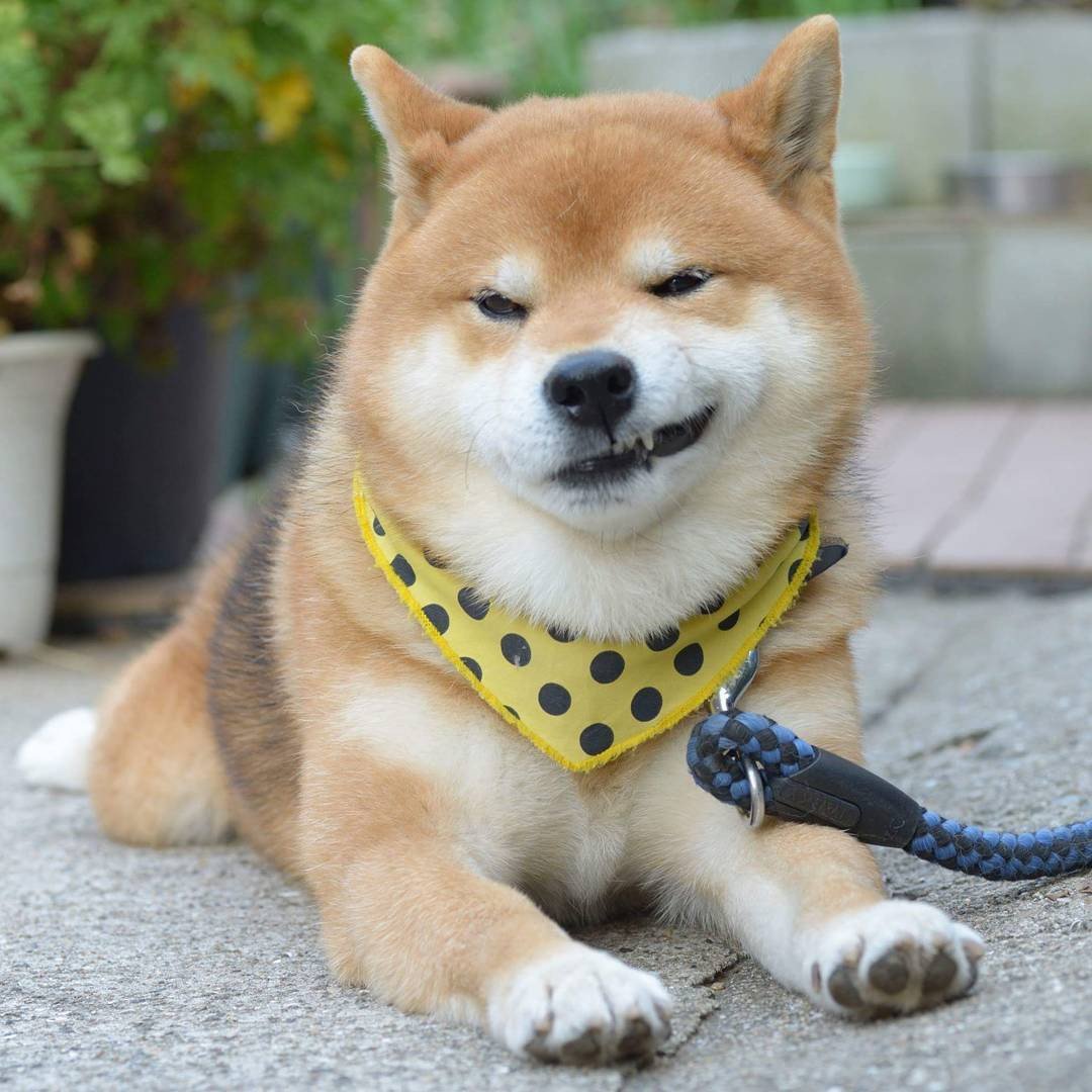 Chó Shiba Inu – Quốc Khuyển Của Nhật Bản