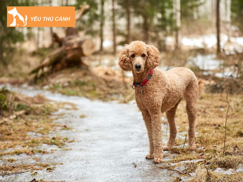 standard-poodle-thucanh