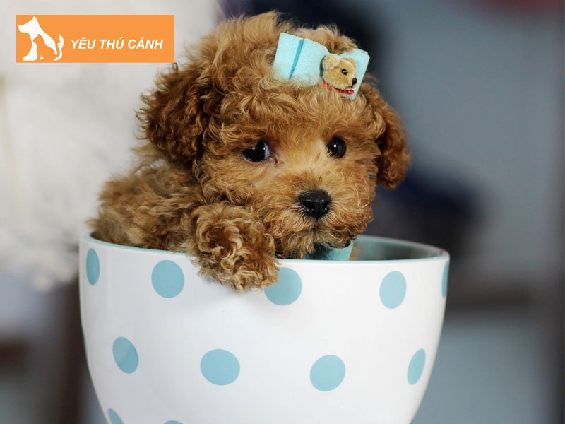 teacup-poodle-thucanh