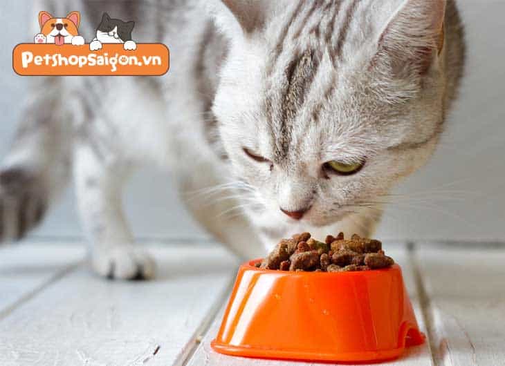 Thức ăn cho mèo Cat Eye và những điều cần biết | Petmaster