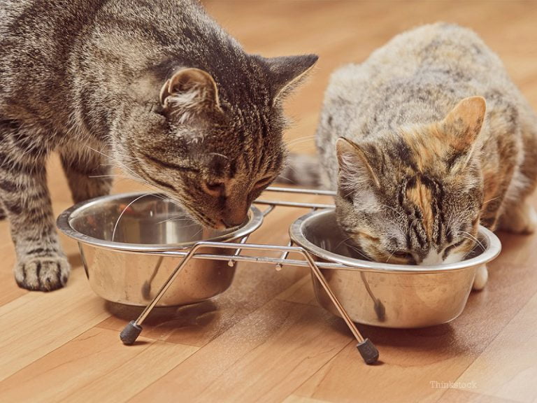 Tuyển đại lý thức ăn chó mèo, phụ kiện cho chó mèo trên toàn quốc