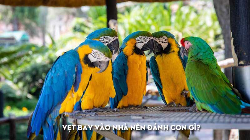 Con Vẹt Bay Vào Nhà Là Điềm Gì? Tôi Nên Đánh Con Số Gì?