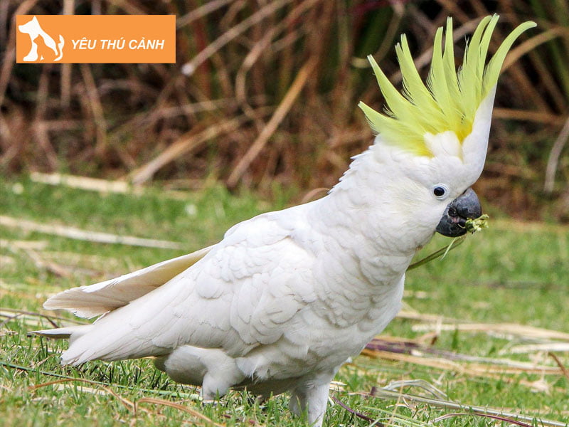 vet-cockatoo-co-noi-duoc-khong-thucanh