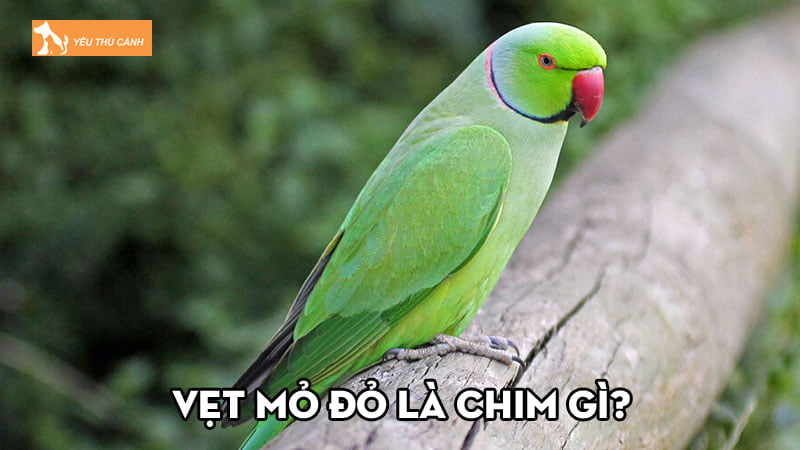 Vẹt mỏ đỏ là chim gì? Cách nuôi và giá bán bao nhiêu?