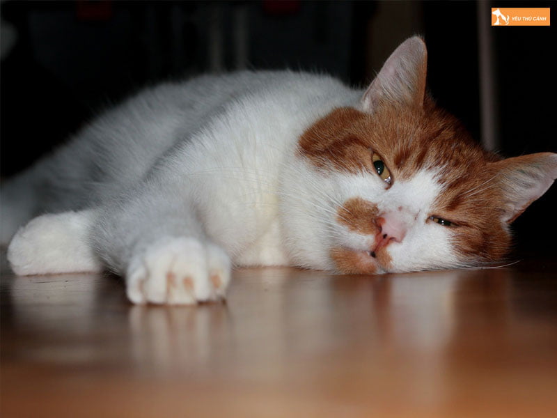 avatar-meo-ngao-1-thucanh