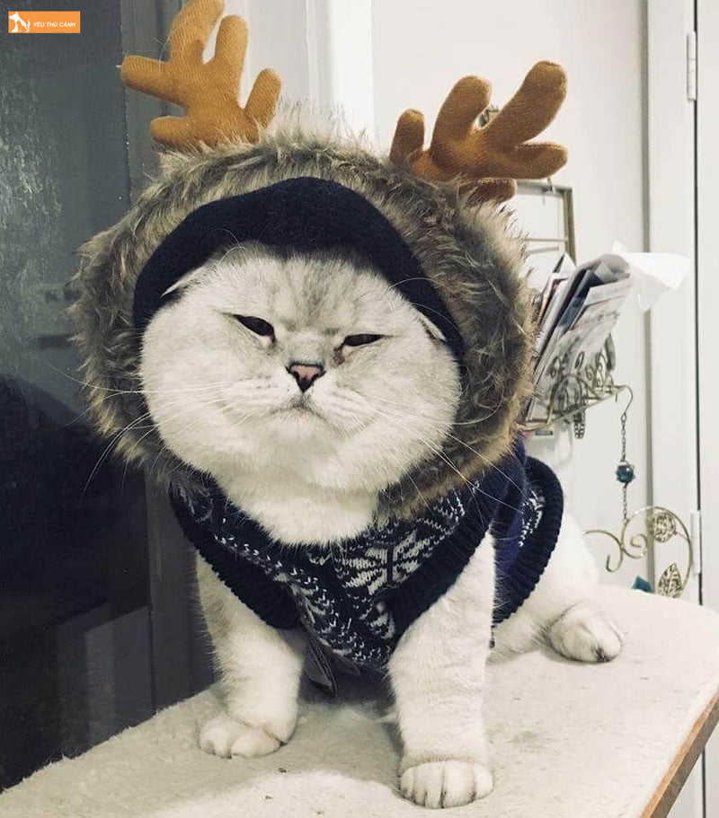 avatar-meo-ngao-3-thucanh