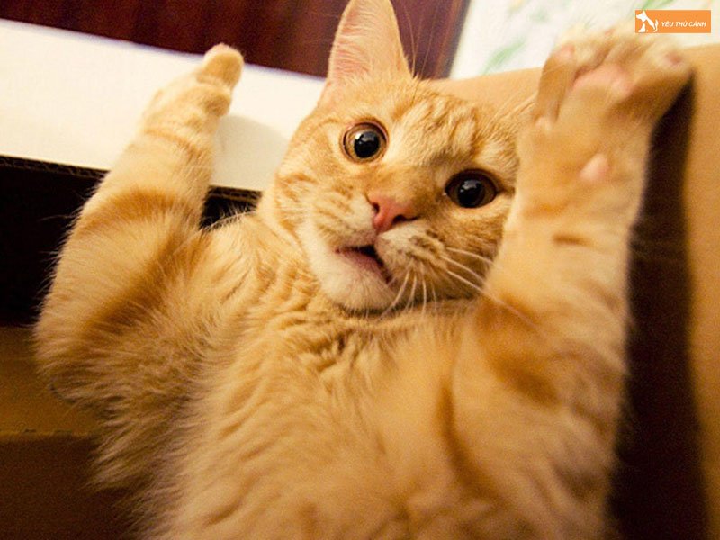 avatar-meo-ngao-4-thucanh