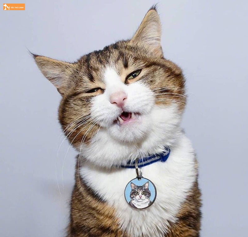 avatar-meo-ngao-thucanh