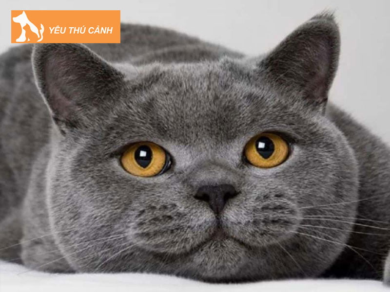 bang-gia-meo-anh-long-ngan-thucanh