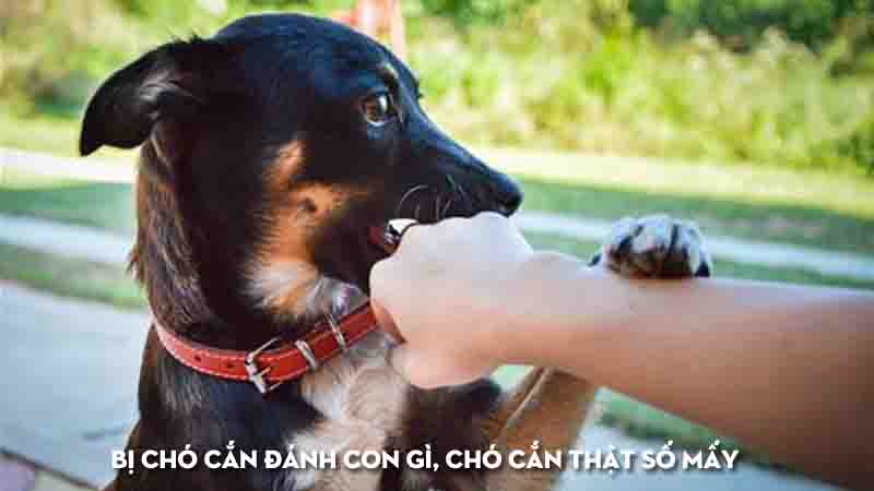 bi-cho-can-danh-con-gi-cho-can-that-so-may-thucanh