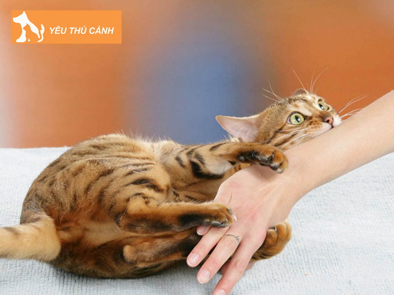 bi-meo-can-co-nguy-hiem-khong-thucanh