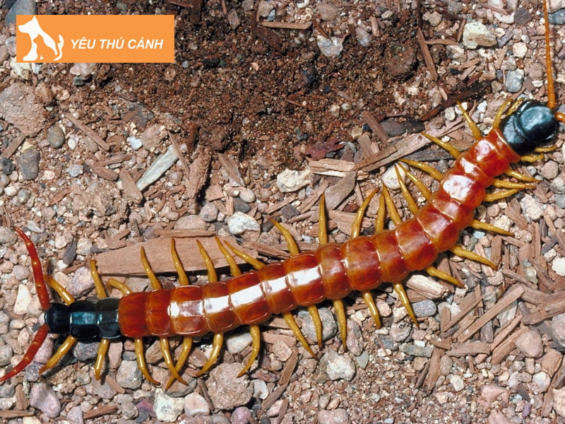 bi-ret-can-co-sao-khong-nhung-bieu-hien-thuong-gap-1-thucanh