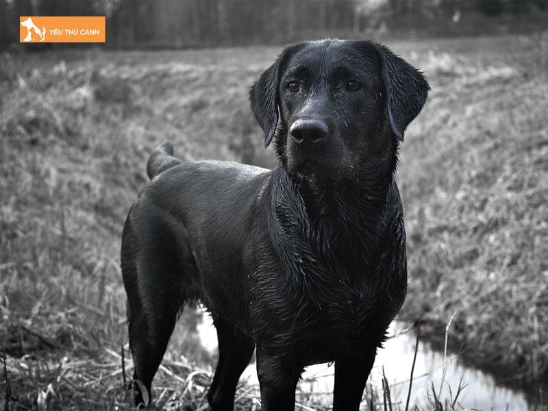 cac-cach-dat-ten-cho-cho-mau-den-pho-bien-nhat-thucanh