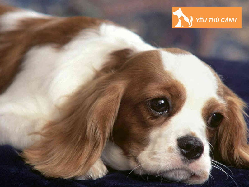 cac-cach-phong-benh-bang-bung-cho-cho-thucanh