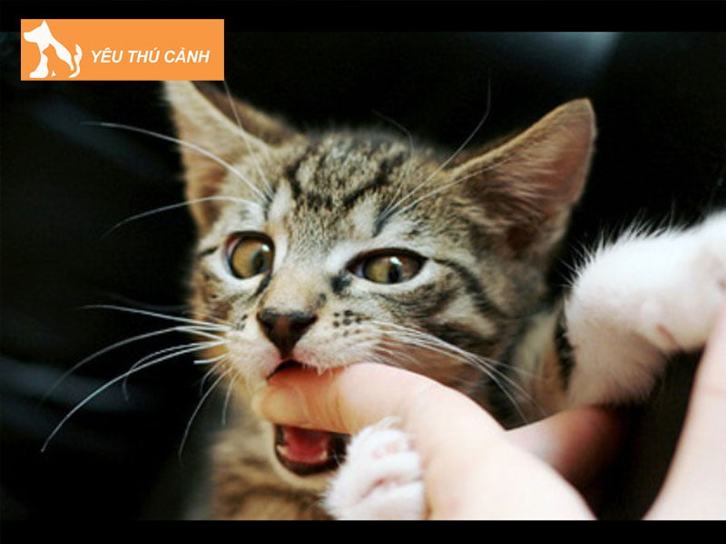 cac-cach-xu-ly-khi-bi-meo-can-1-thucanh