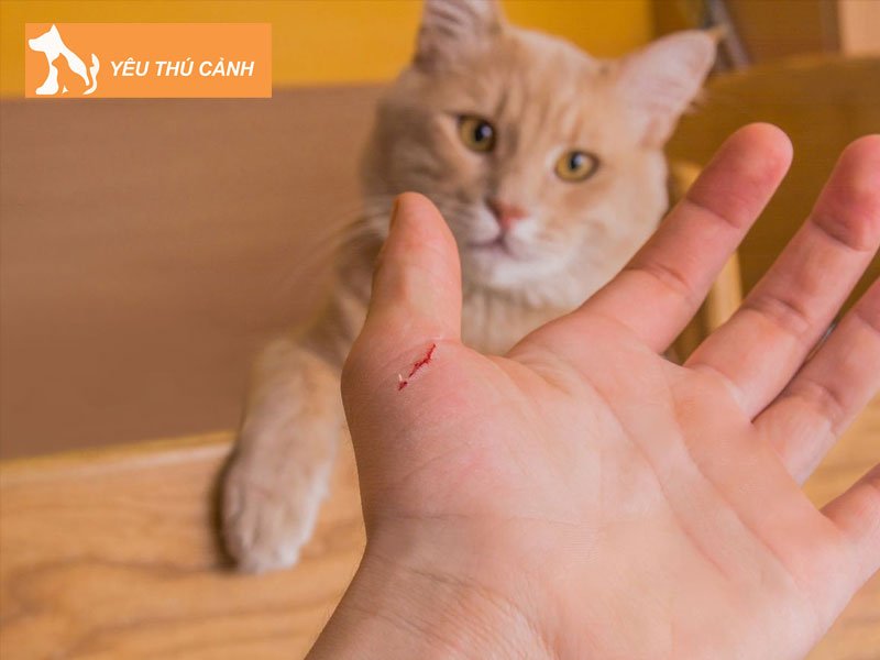 cac-cach-xu-ly-khi-bi-meo-can-2-thucanh