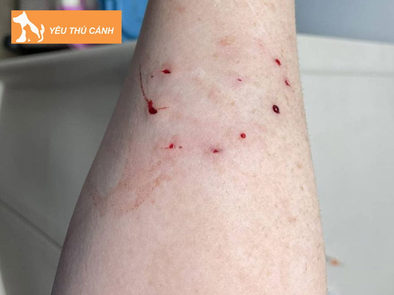 cac-cach-xu-ly-khi-bi-meo-can-thucanh