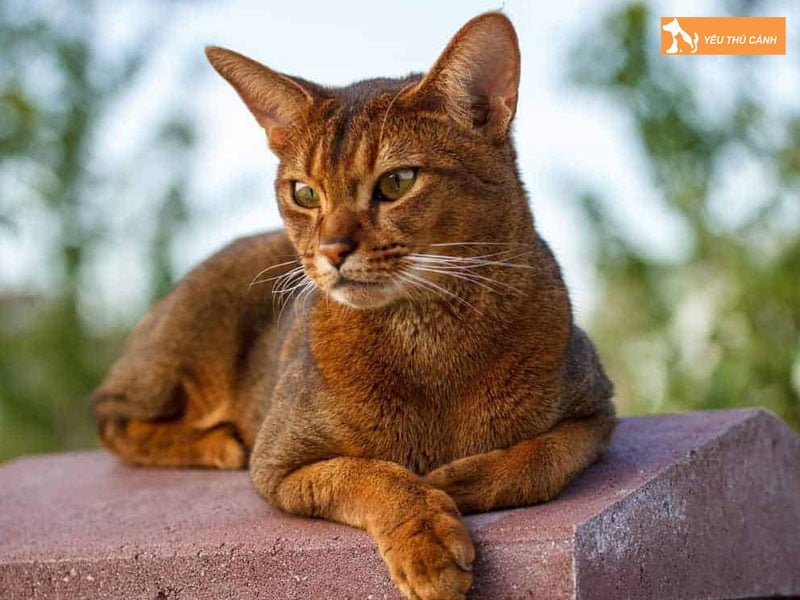 cac-cau-thanh-ngu-tuc-ngu-ve-meo-pho-bien-nhat-1-thucanh