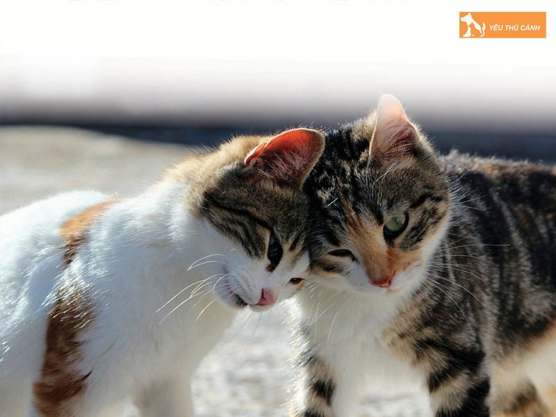 cac-cau-thanh-ngu-tuc-ngu-ve-meo-pho-bien-nhat-thucanh