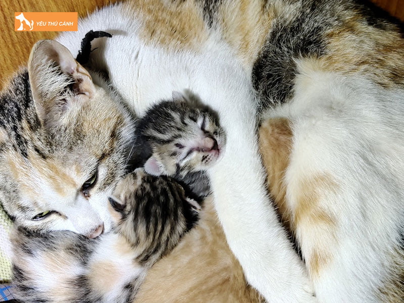 cac-diem-bao-meo-de-3-con-1-thucanh