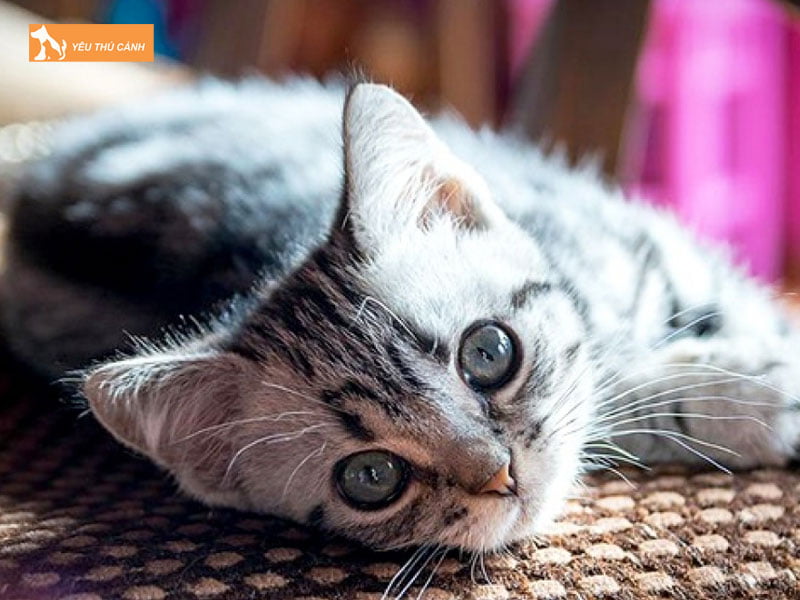 cac-diem-bao-meo-de-3-con-2-thucanh