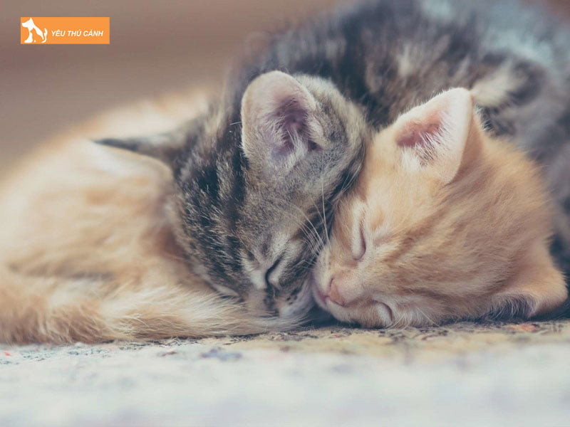 cac-diem-bao-meo-de-3-con-thucanh