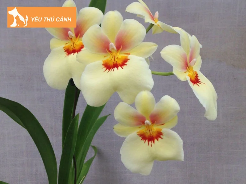 cac-loai-hoa-lan-vu-nu-hien-nay-lan-vu-nu-miltonia-thucanh
