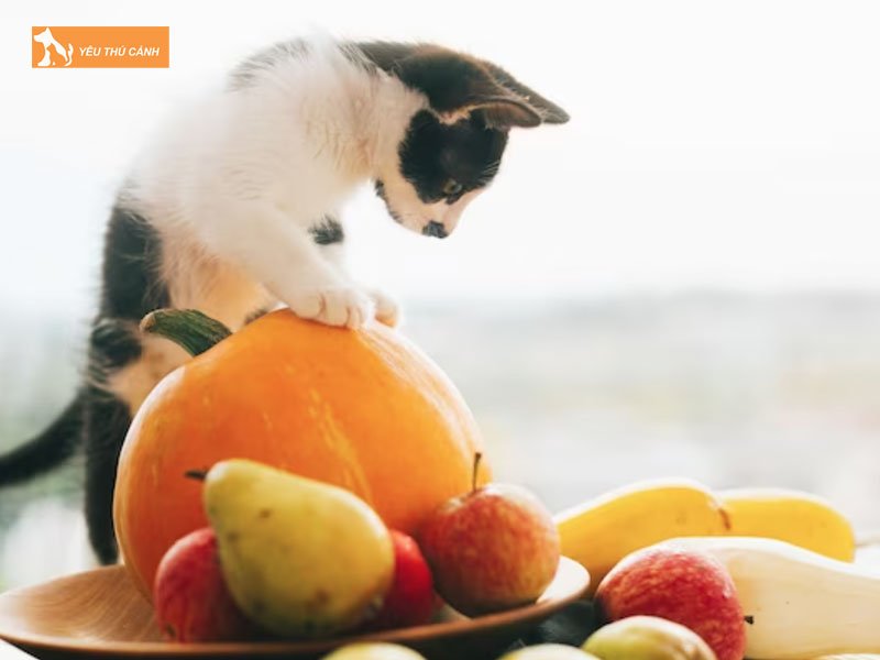 Cac-loai-qua-meo-an-duoc-thucanh