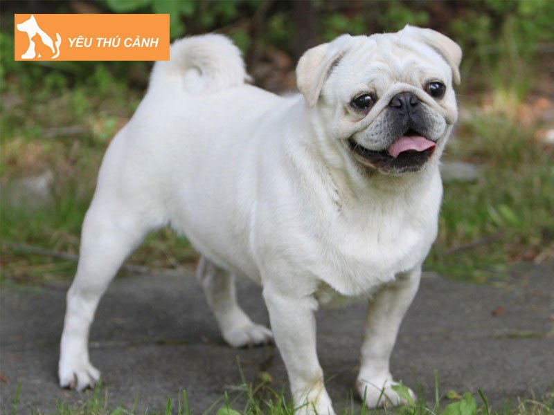 cac-meo-cham-soc-long-cho-trang-sach-thom-1-thucanh