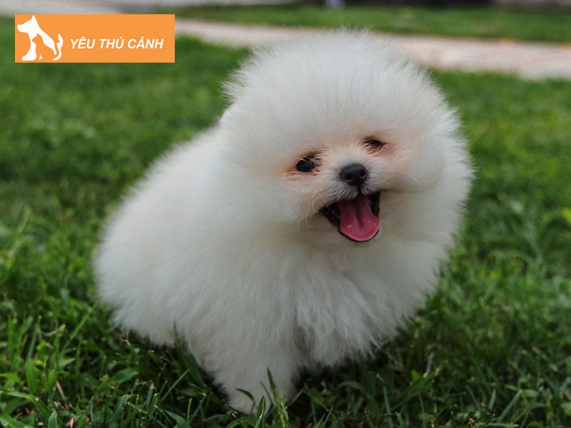 cac-meo-cham-soc-long-cho-trang-sach-thom-2-thucanh