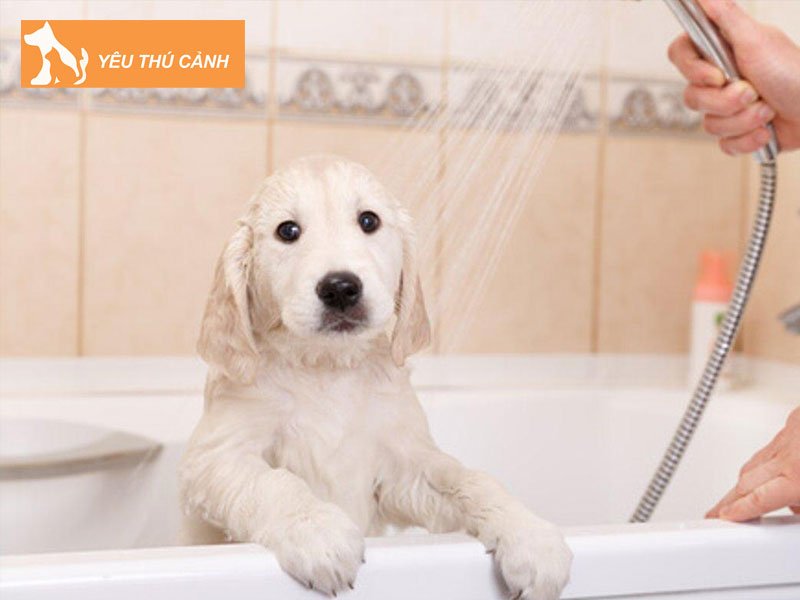 cac-meo-cham-soc-long-cho-trang-sach-thom-thucanh