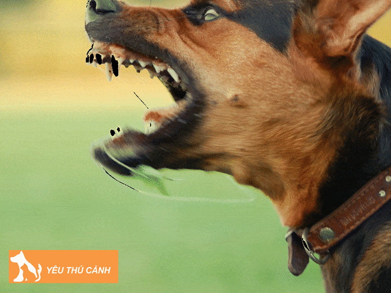 cac-nguyen-nhan-khien-cho-tro-nen-hung-du-1-thucanh