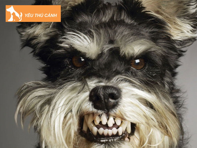 cac-nguyen-nhan-khien-cho-tro-nen-hung-du-thucanh