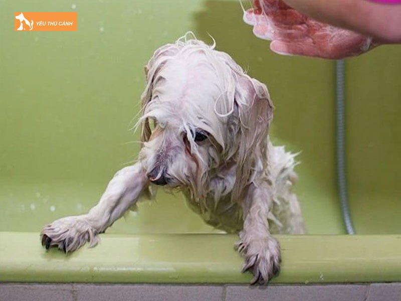 cac-phuong-phap-chua-cho-cho-bi-viem-da-thucanh