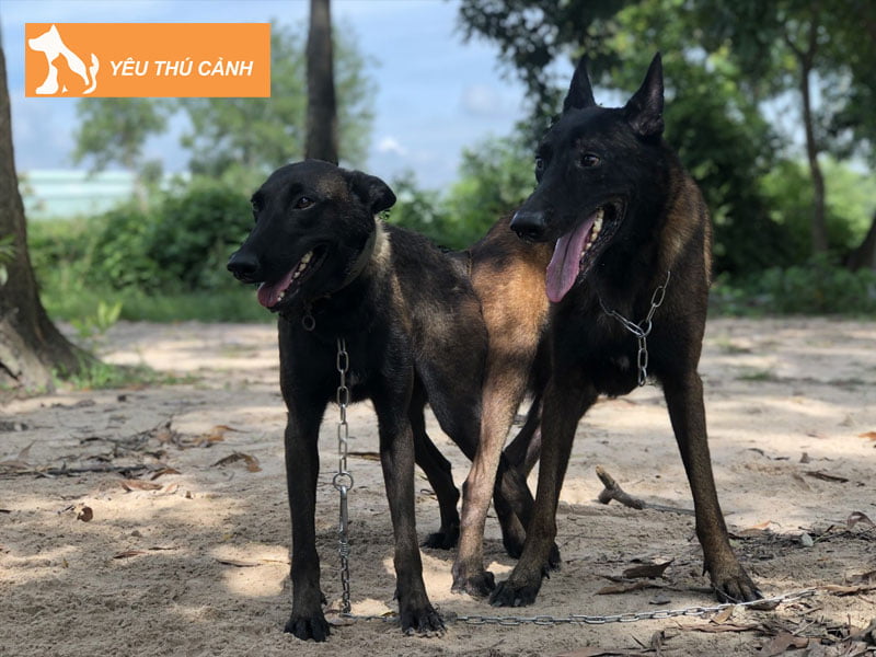 cac-phuong-phap-phoi-giong-cho-thanh-cong-1-thucanh