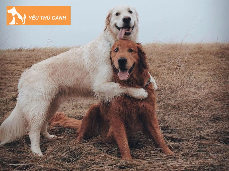 cac-phuong-phap-phoi-giong-cho-thanh-cong-2-thucanh