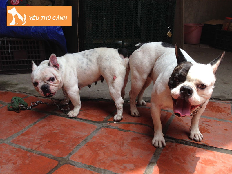 cac-phuong-phap-phoi-giong-cho-thanh-cong-thucanh