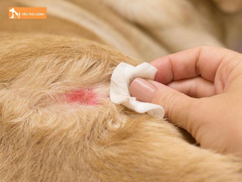 cac-trieu-chung-cua-cho-bi-viem-da-thucanh