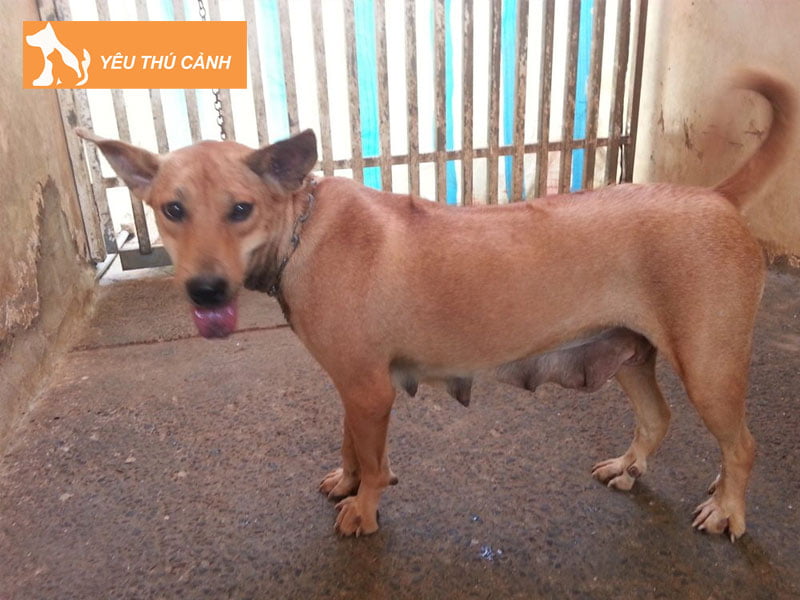 cach-bao-ve-bo-phan-sinh-duc-cua-cho-duc-va-cai-thucanh