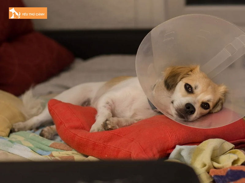 Cach-cham-soc-cho-duc-sau-khi-thien-thucanh