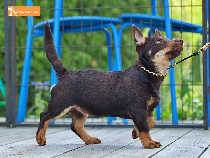 Cach-cham-soc-cho-lancashire-heeler-nhu-the-nao-thucanh