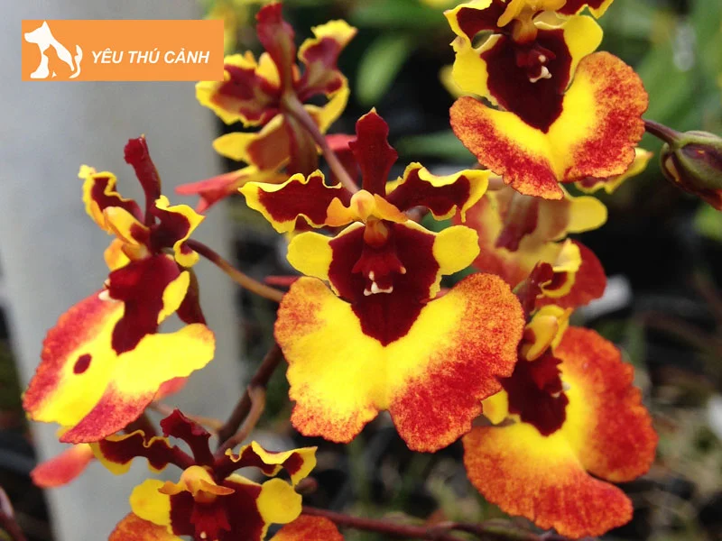 cach-cham-soc-lan-vu-nu-thucanh