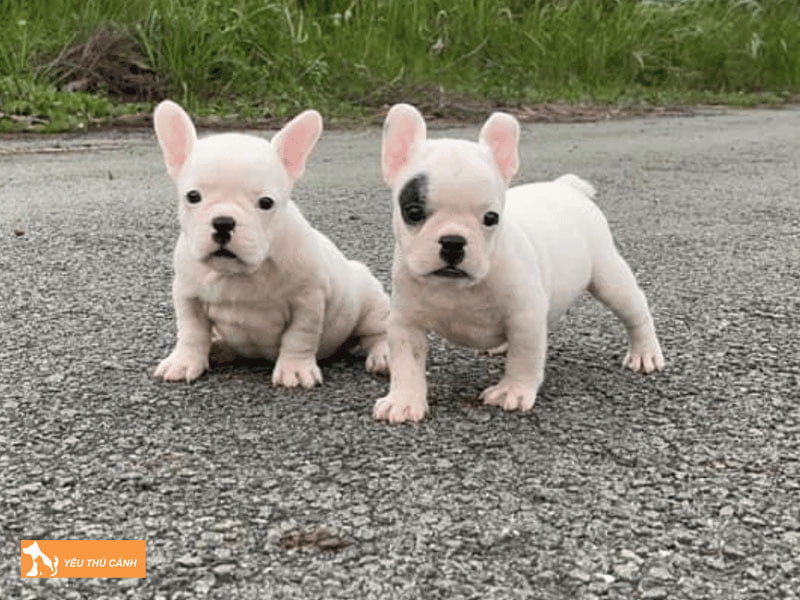 cach-cham-soc-ve-sinh-khu-mui-hoi-cho-cho-bull-phap-hieu-qua-thucanh