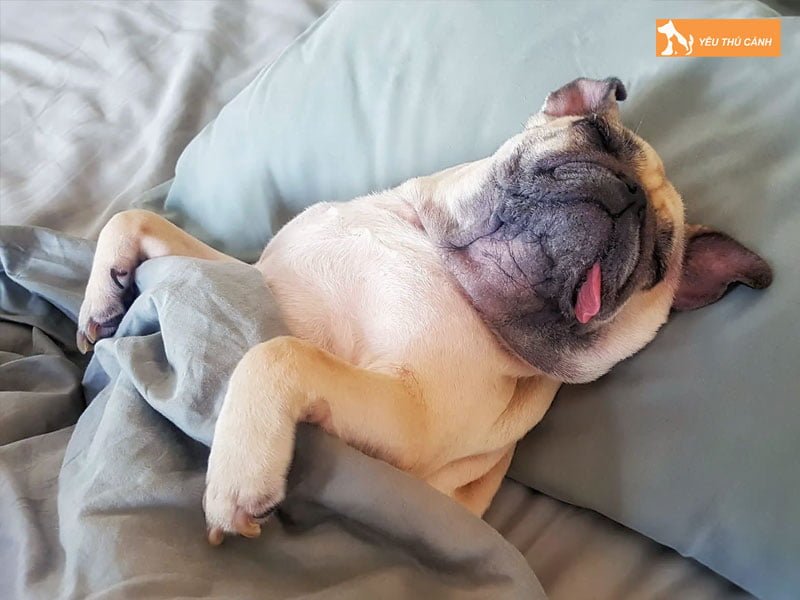 cach-dieu-chinh-va-thiet-lap-giac-ngu-cho-cun-trong-ngay-1-thucanh