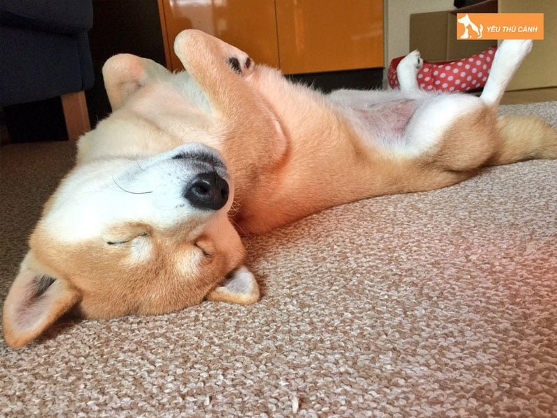 cach-dieu-chinh-va-thiet-lap-giac-ngu-cho-cun-trong-ngay-thucanh