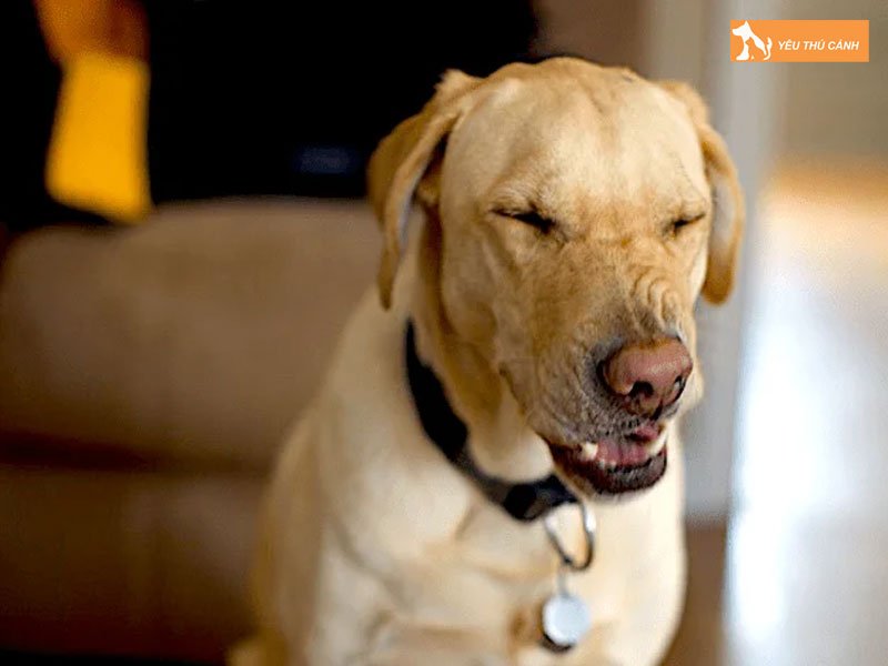 cach-dieu-tri-cho-bi-hat-xi-hieu-qua-thucanh