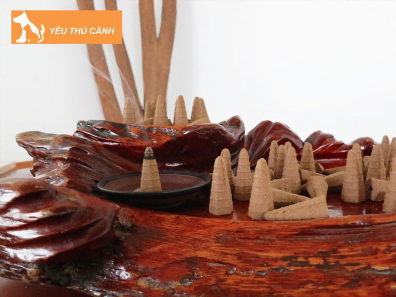 cach-hoa-giai-khi-meo-hoang-vao-nha-thucanh