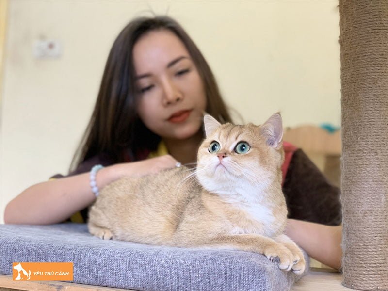 cach-kiem-soat-can-nang-cua-meo-anh-long-ngan-thucanh