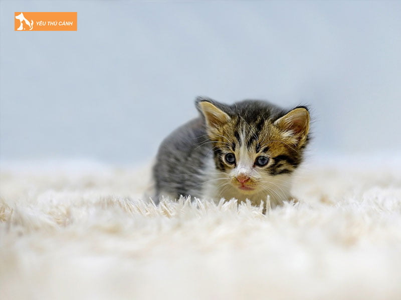 cach-kiem-tra-can-nang-cua-meo-thucanh